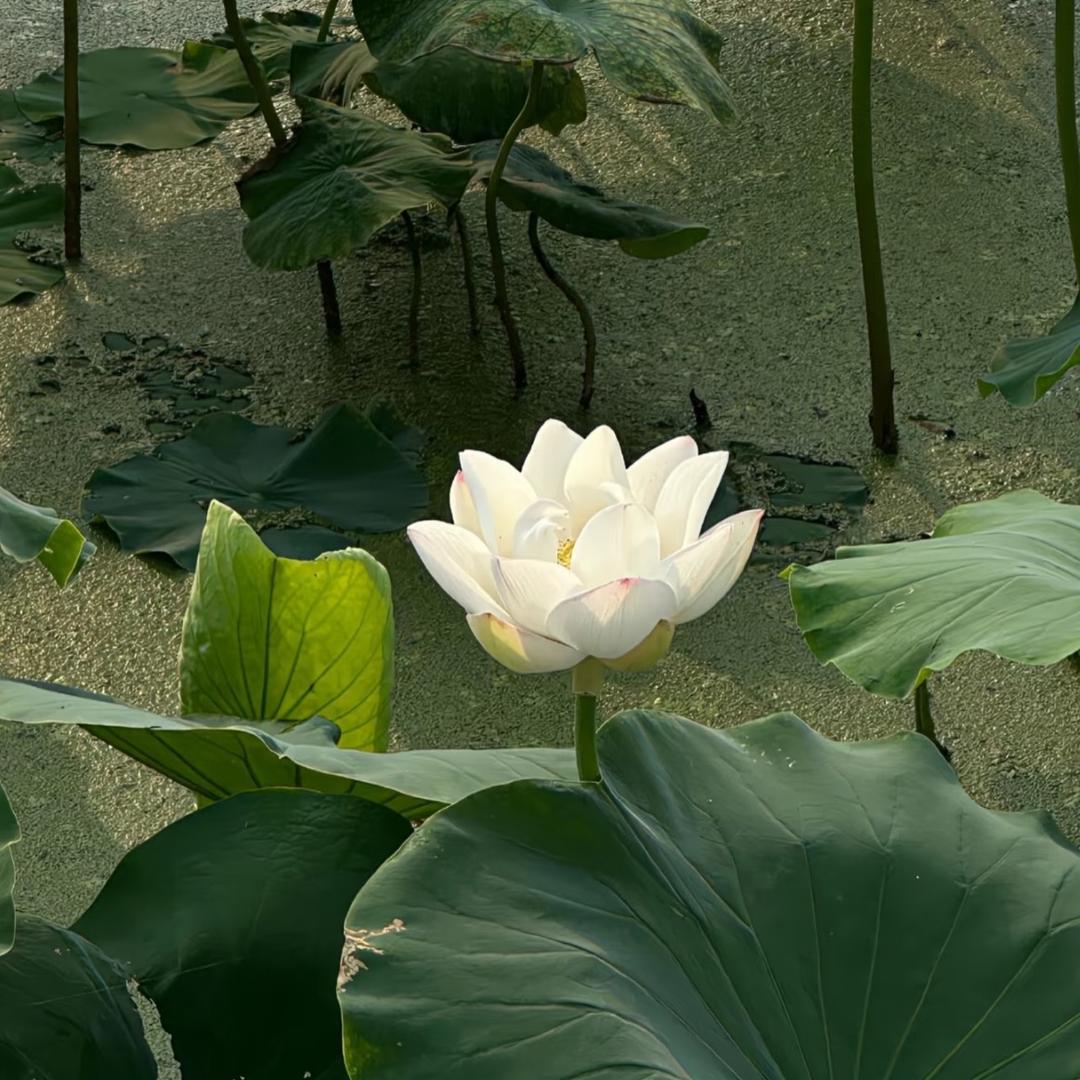春科农业王老师