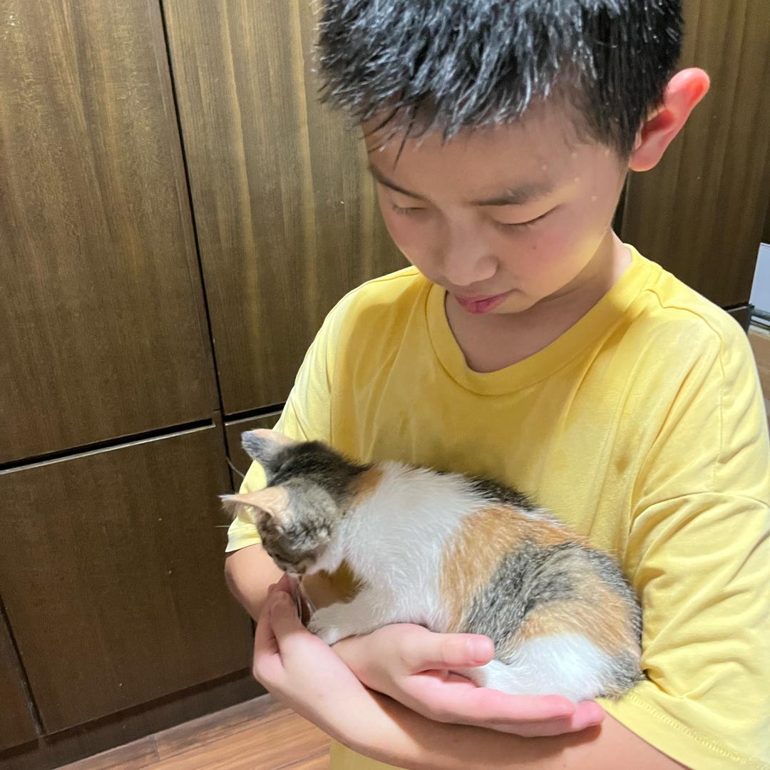 小呜是个小三花