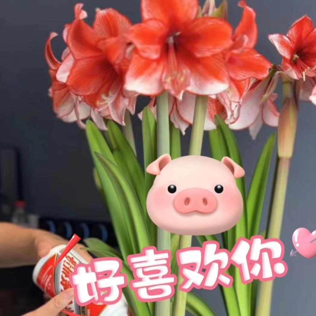 朱朱巷（昆明）花卉园艺