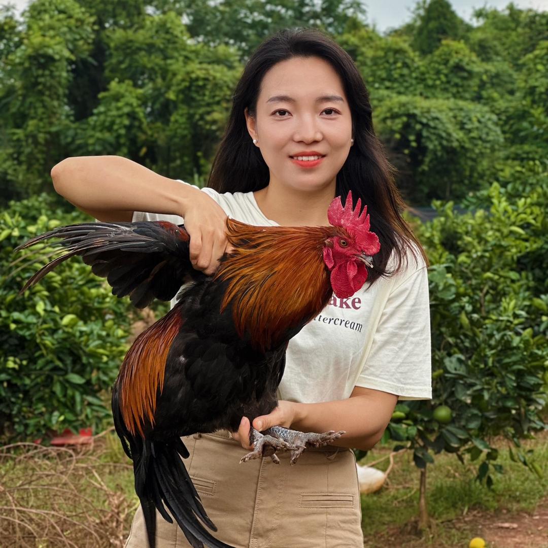 小杨鸡