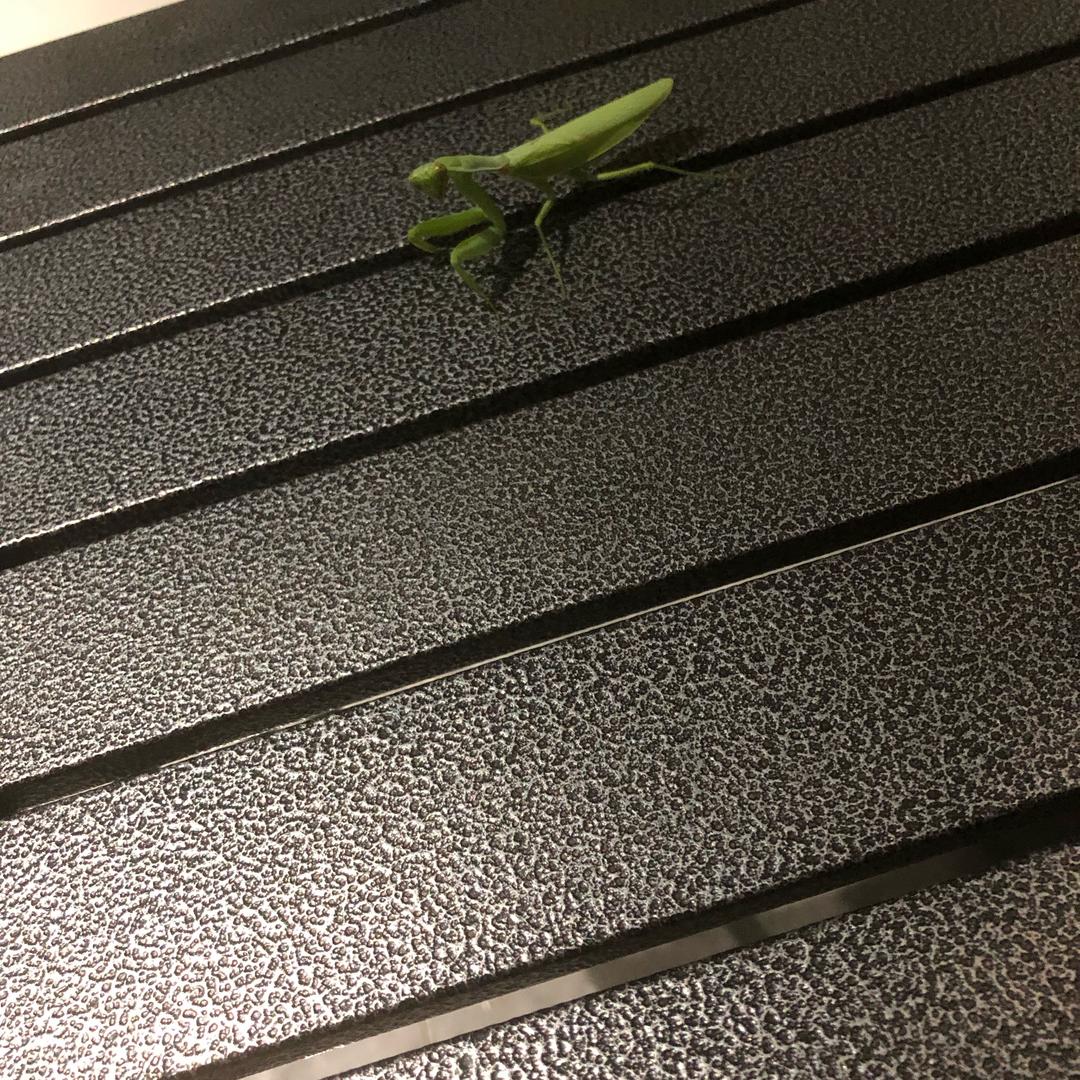 罗密欧与猪过耶69