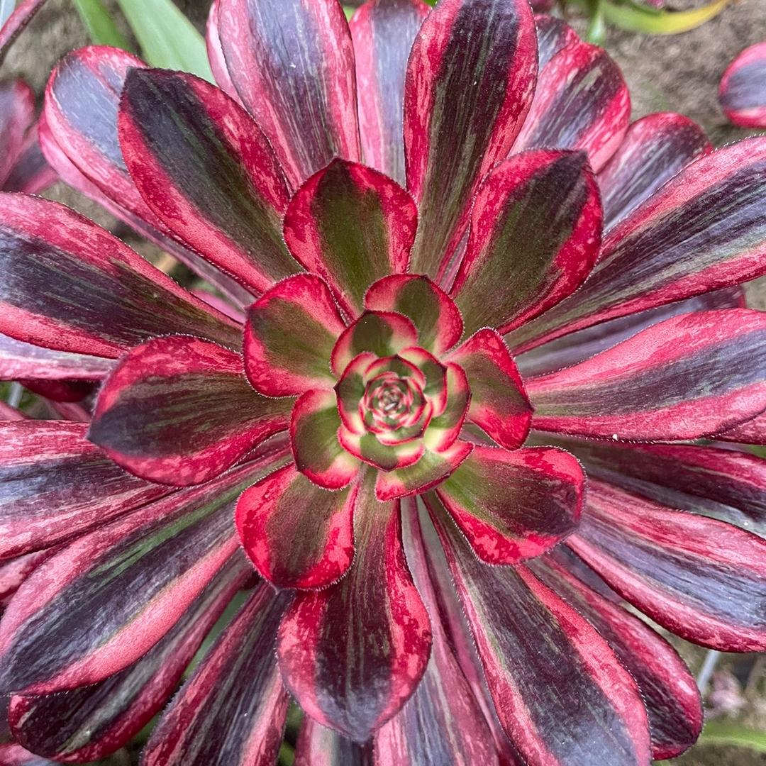 仙植苑精品法师