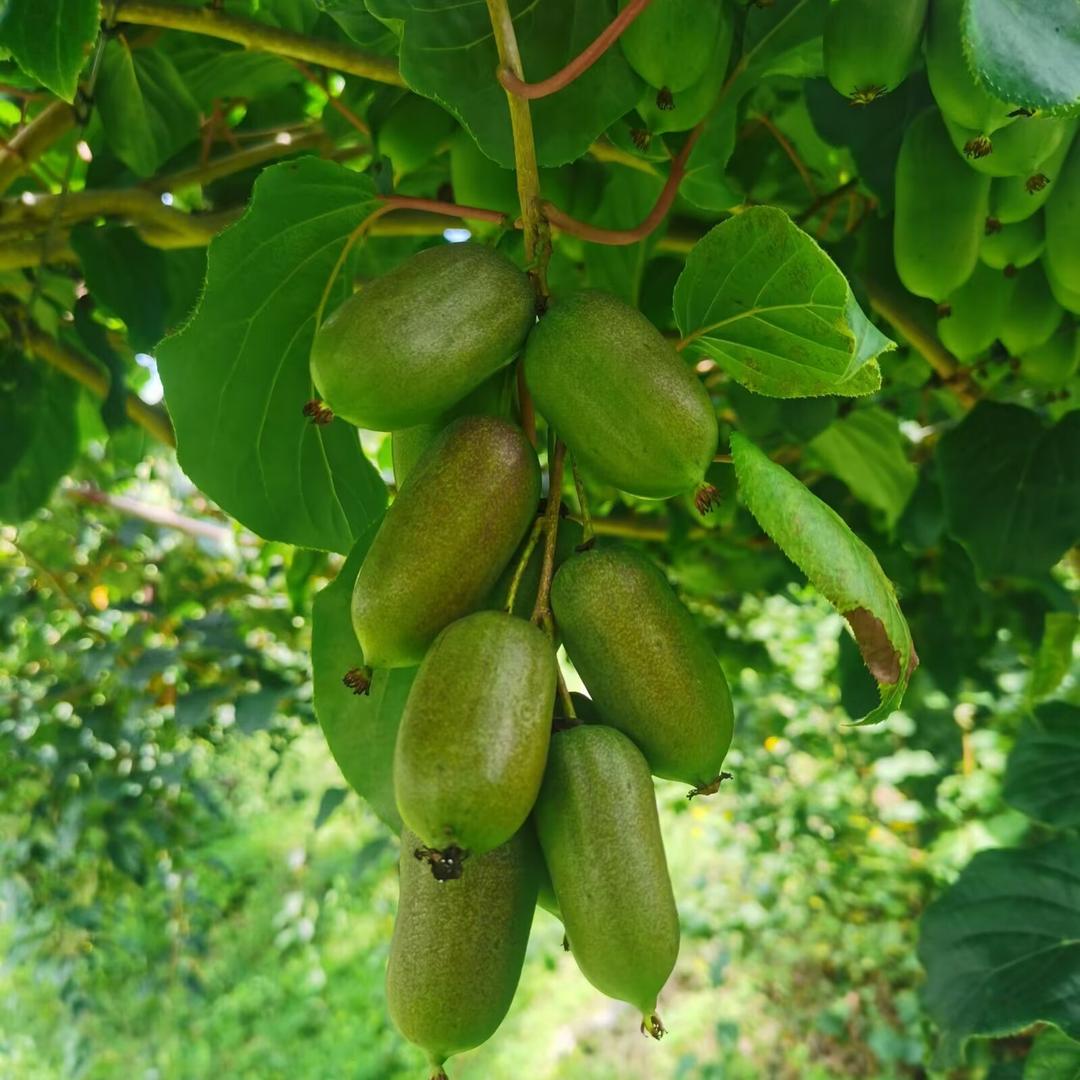 云果农品汇