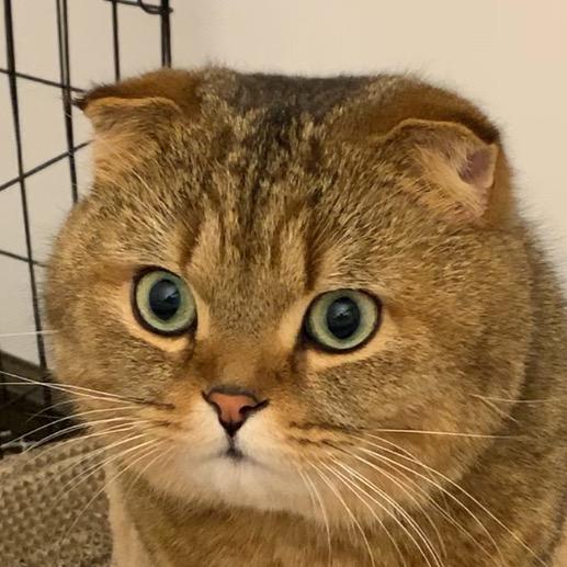 大脑袋呼