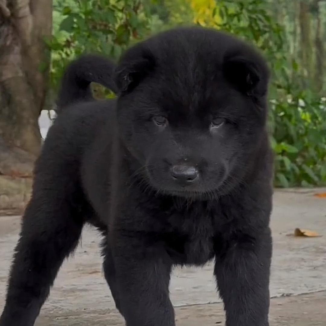 五黑神犬（买🐶私聊）