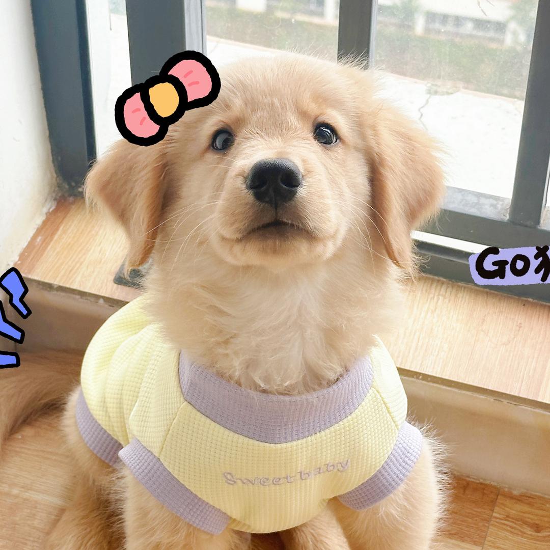 wa梧桐