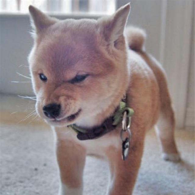 看什么看，我敲凶的！