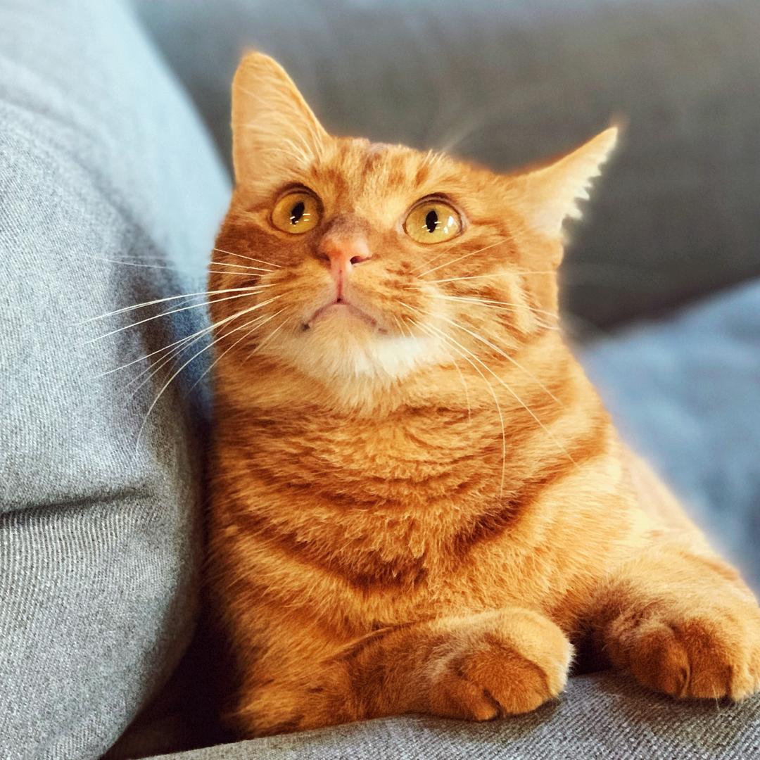 大猫的花园