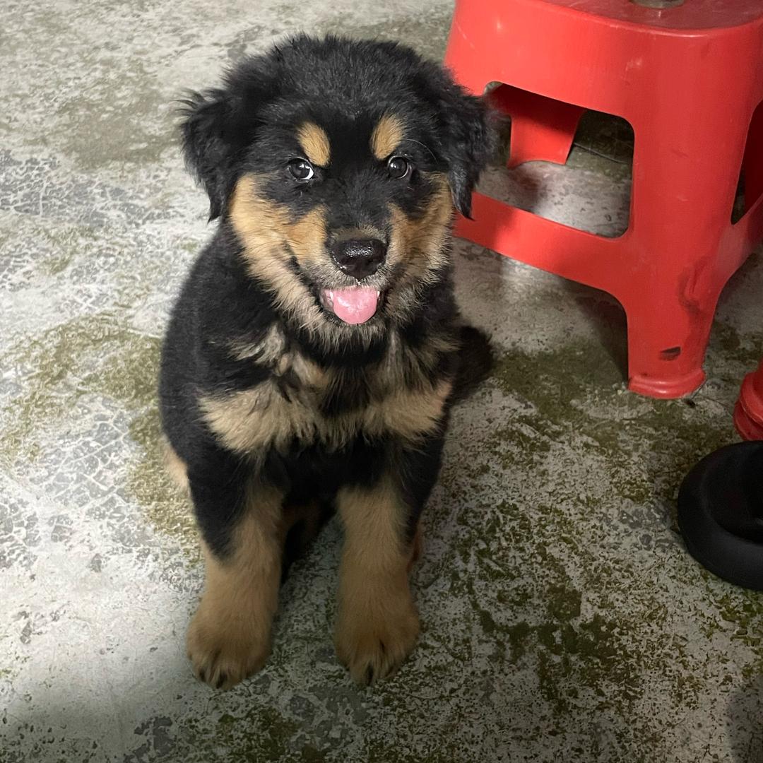 黑色金毛犬