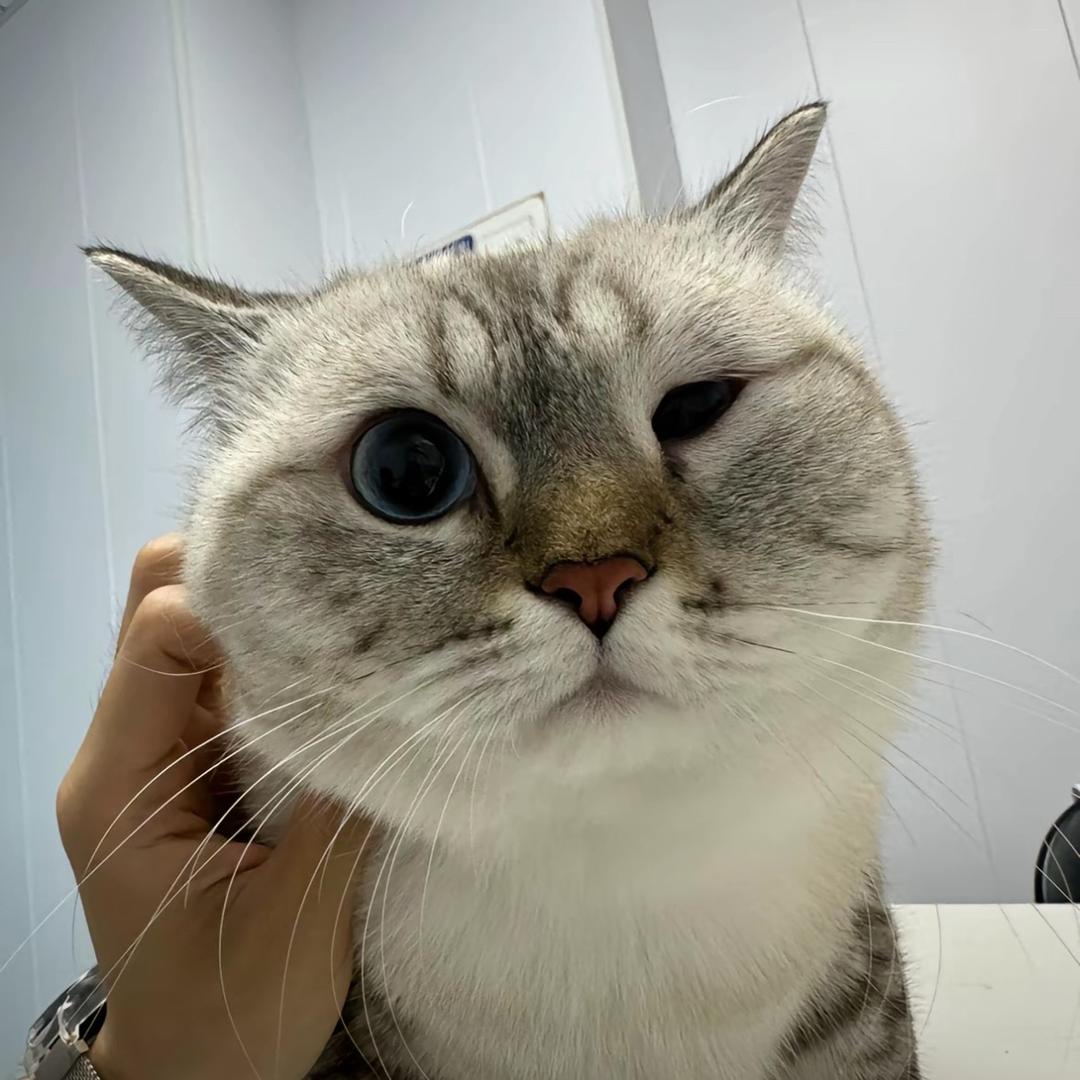 白玫瑰