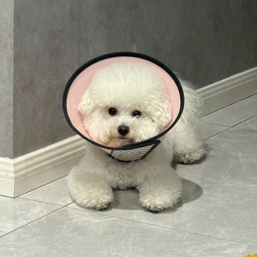 ZoZ