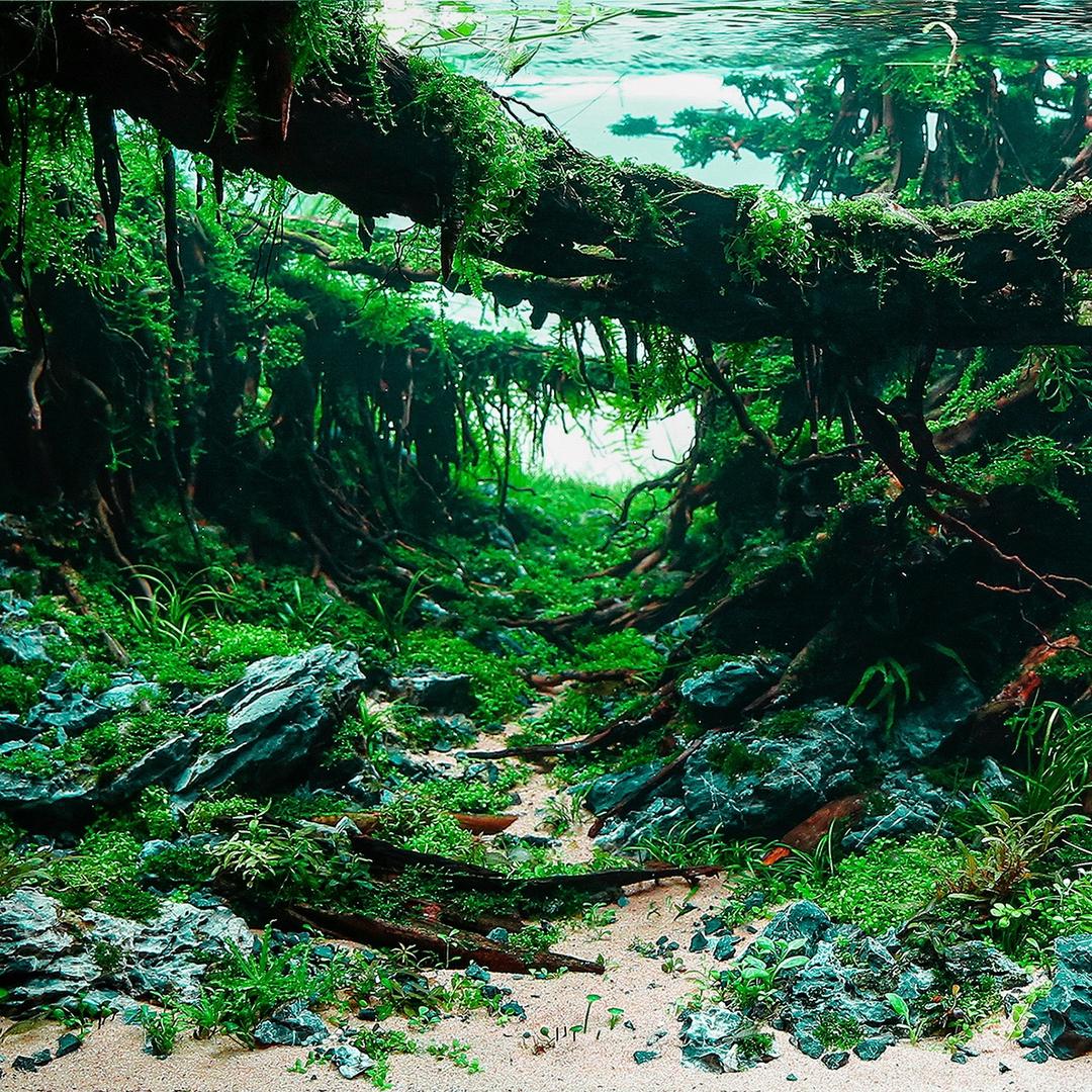 水草造景-刚哥