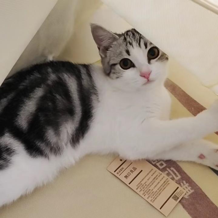 甜甜是只🐱