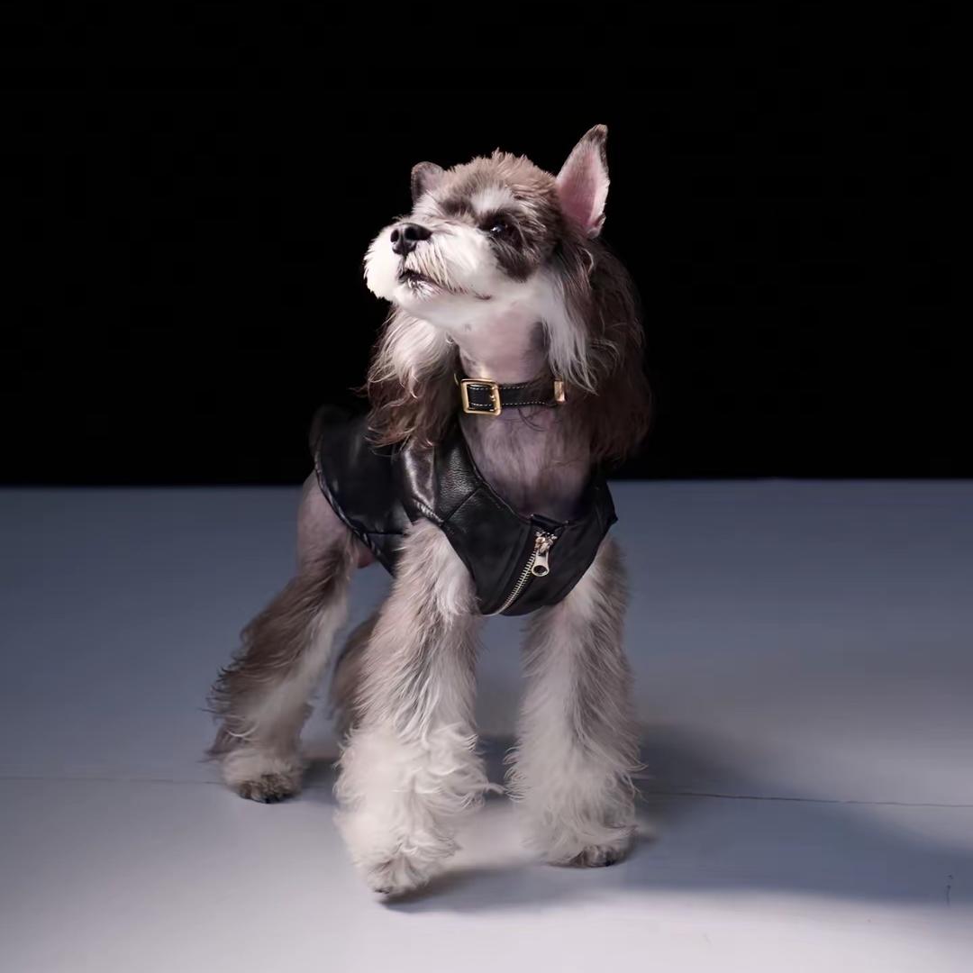 千宠联萌🐶超仔