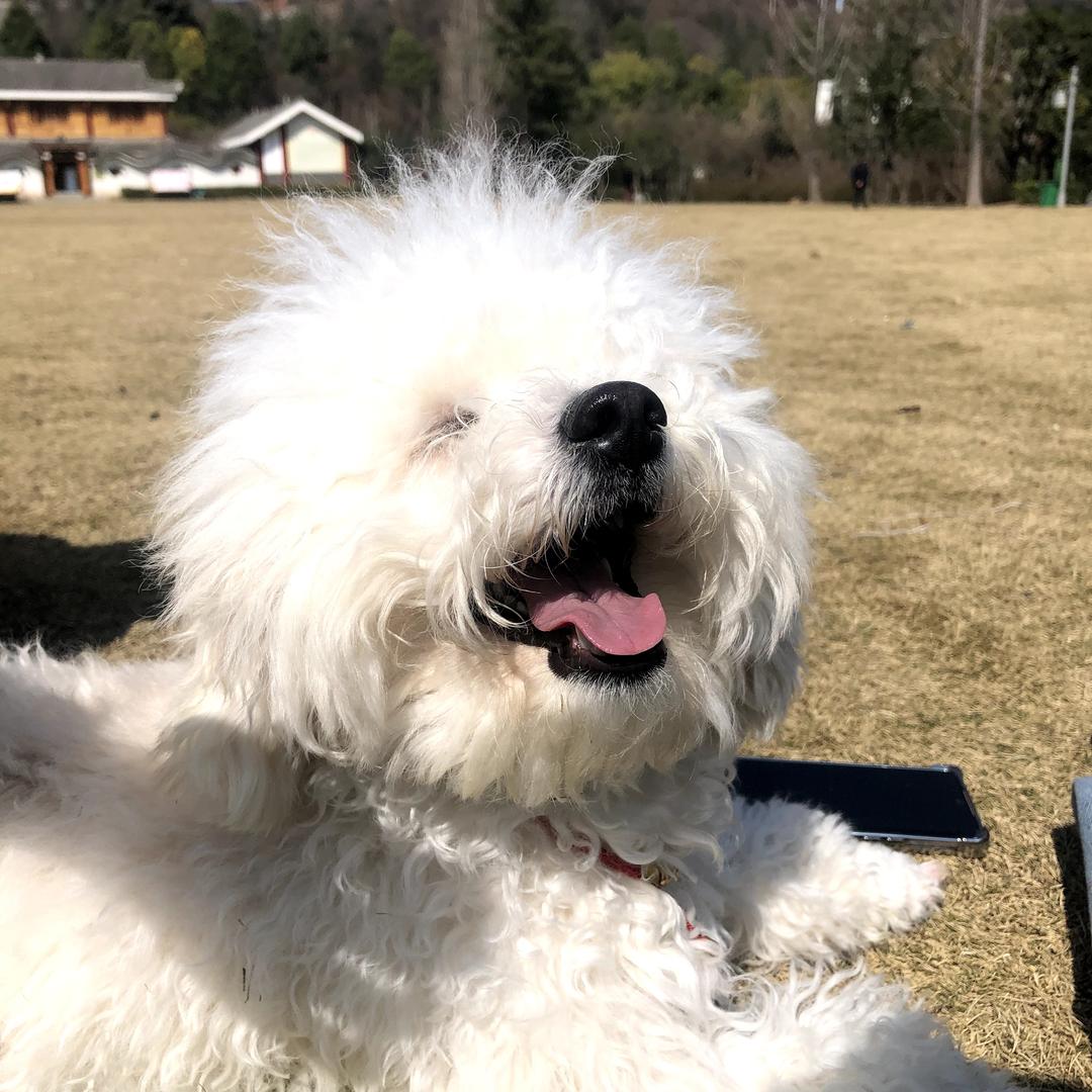 因为你是猪比^_^