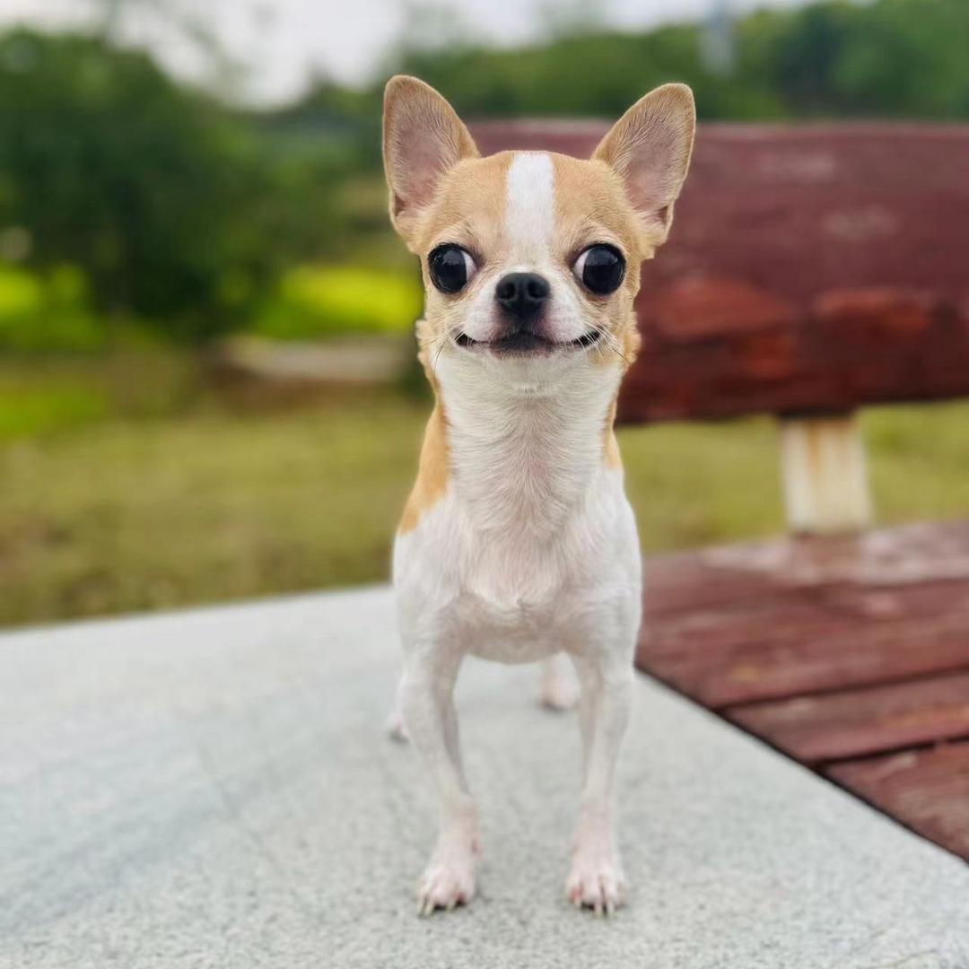 小小啵呦