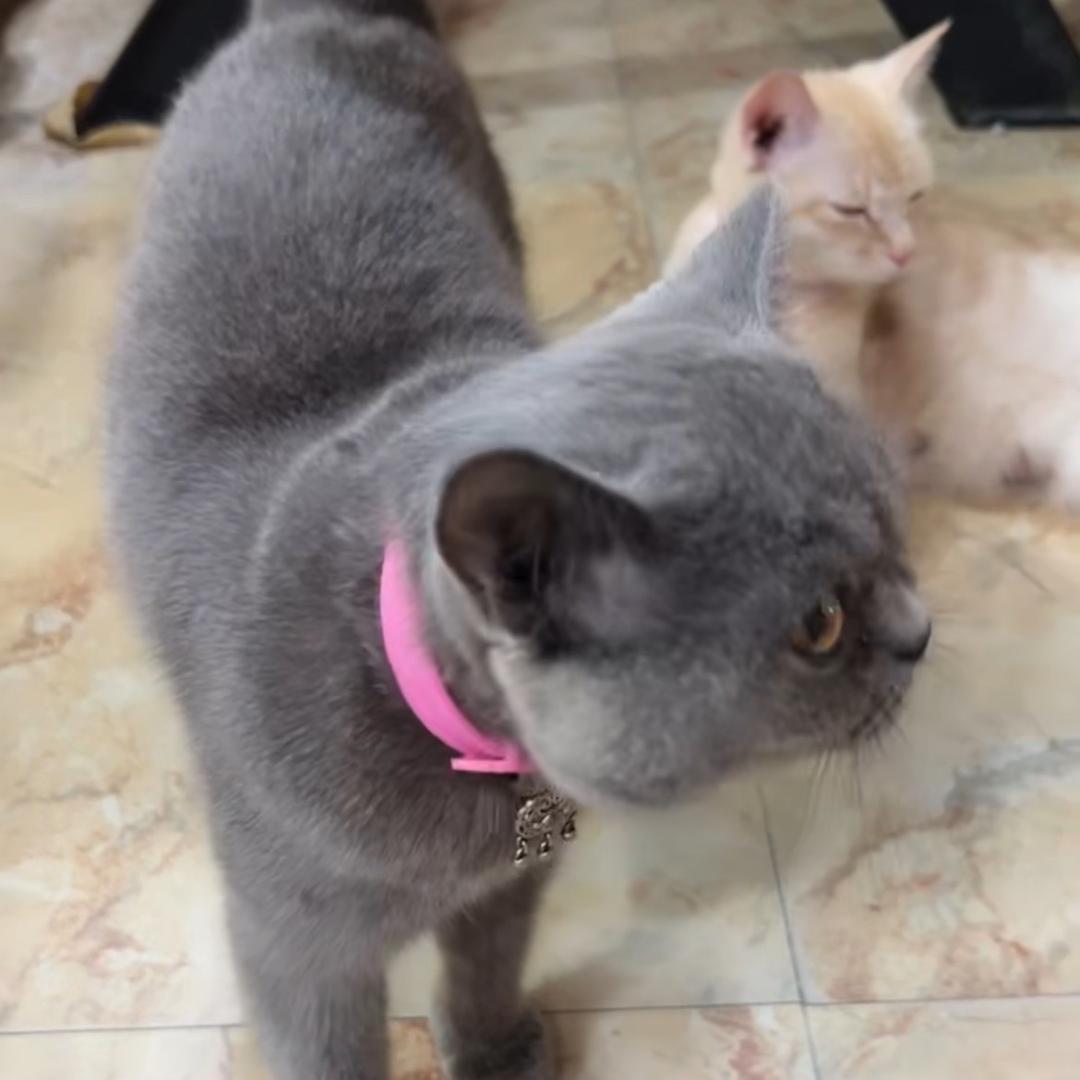 是小鱼哇