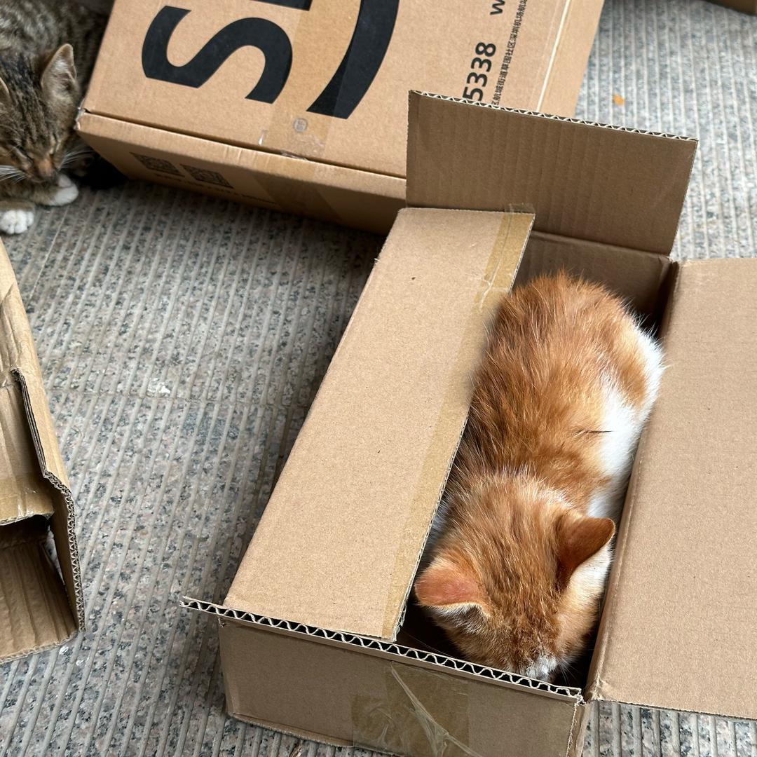 一直在进步的小猪