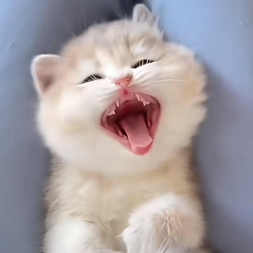 顽皮的泡芙