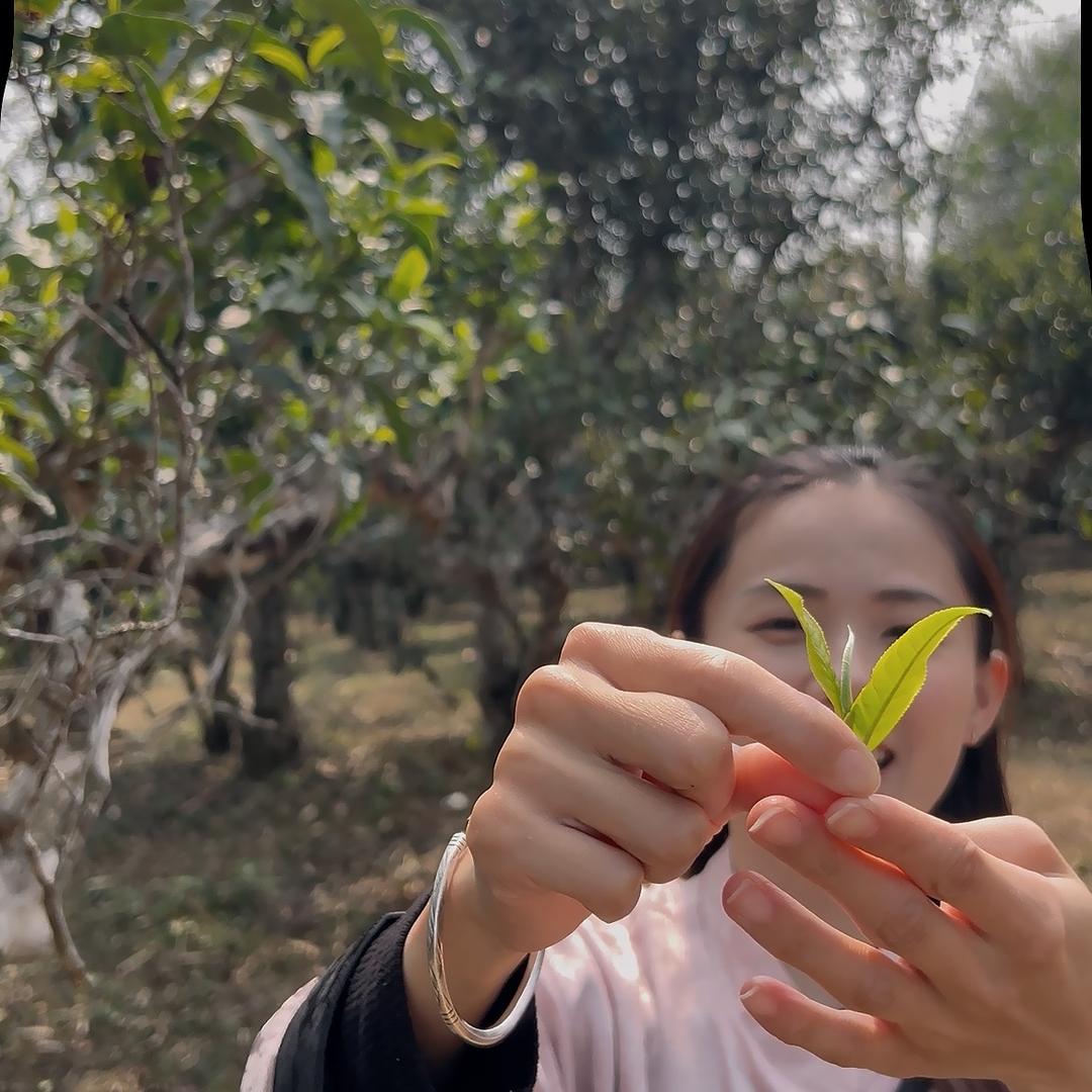 小刀的原料茶