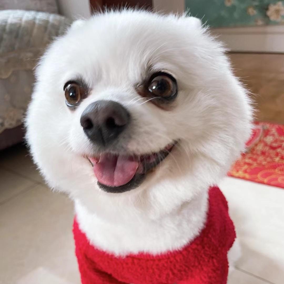 肥汤圆的白日梦