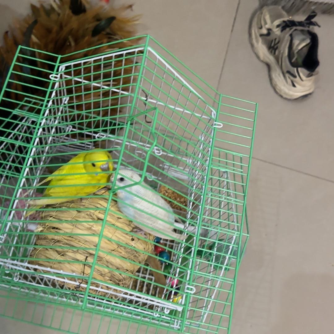 小鹦鹉