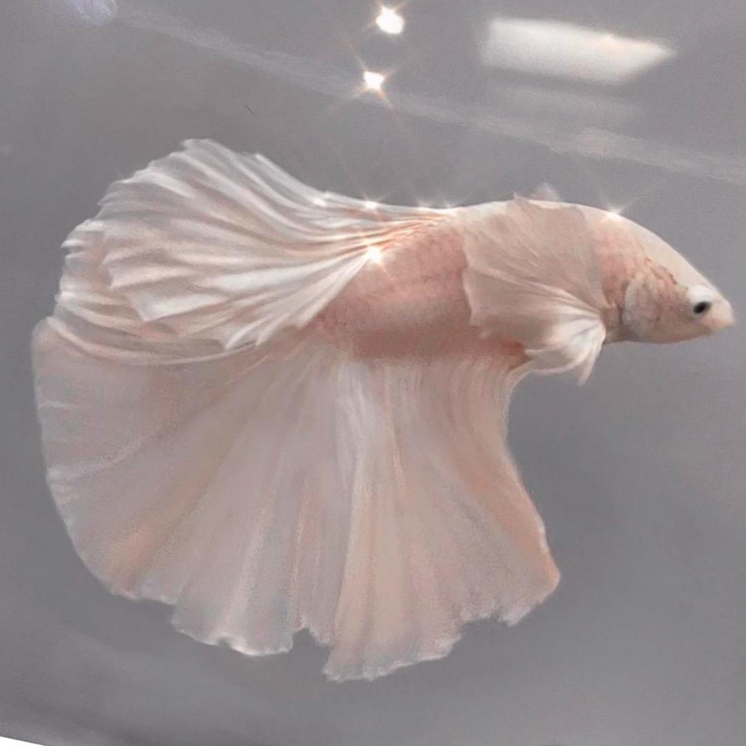 纯夏