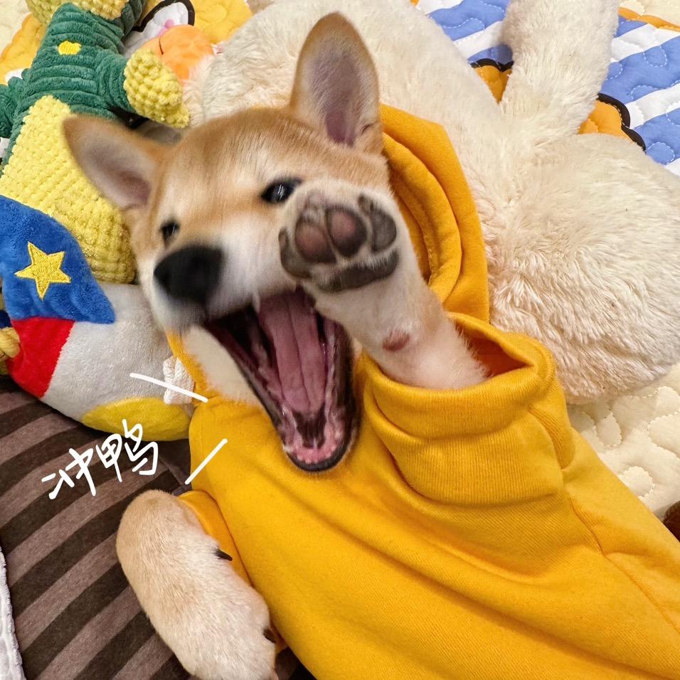 小柴番薯弟弟