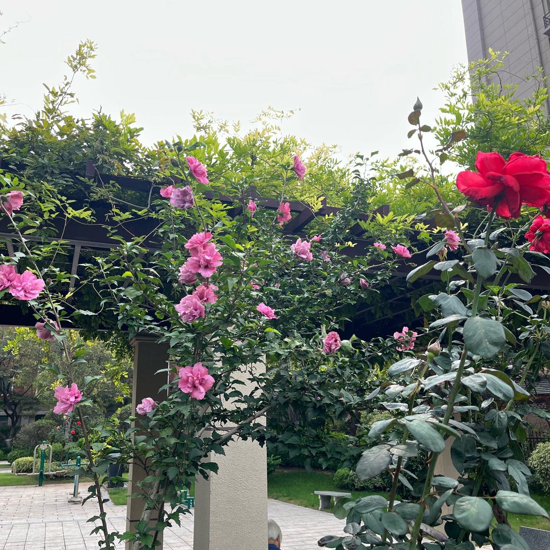 Lime🧚🏻‍♂️