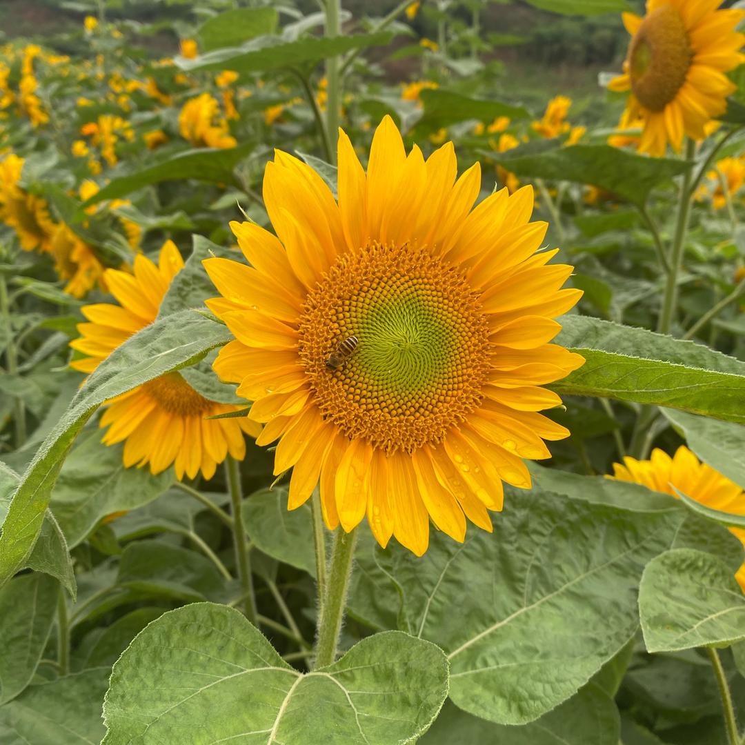 ៚᭄꧔ꦿᩚ归零ॣ࿐ᩚ