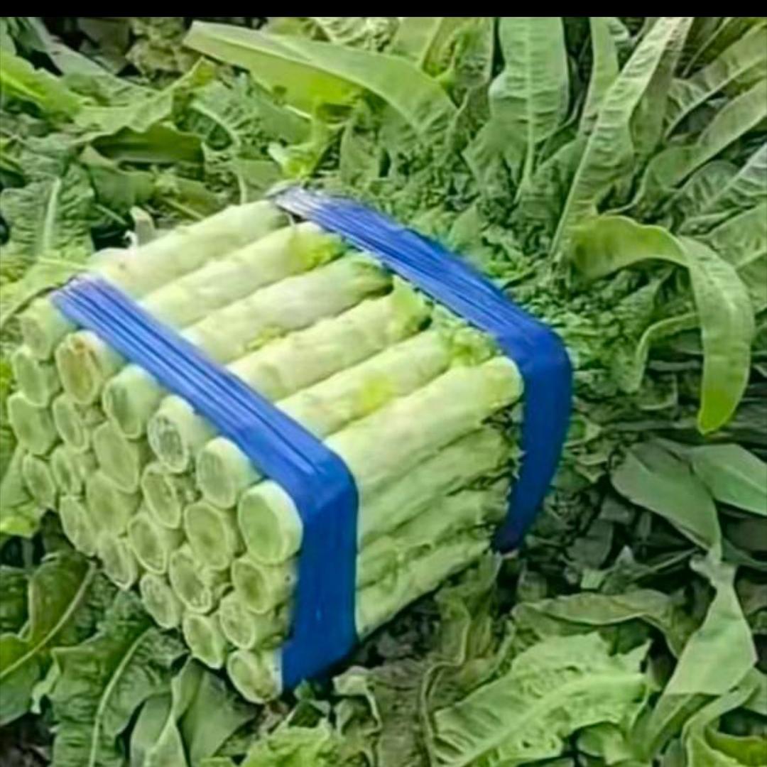 莴笋大队