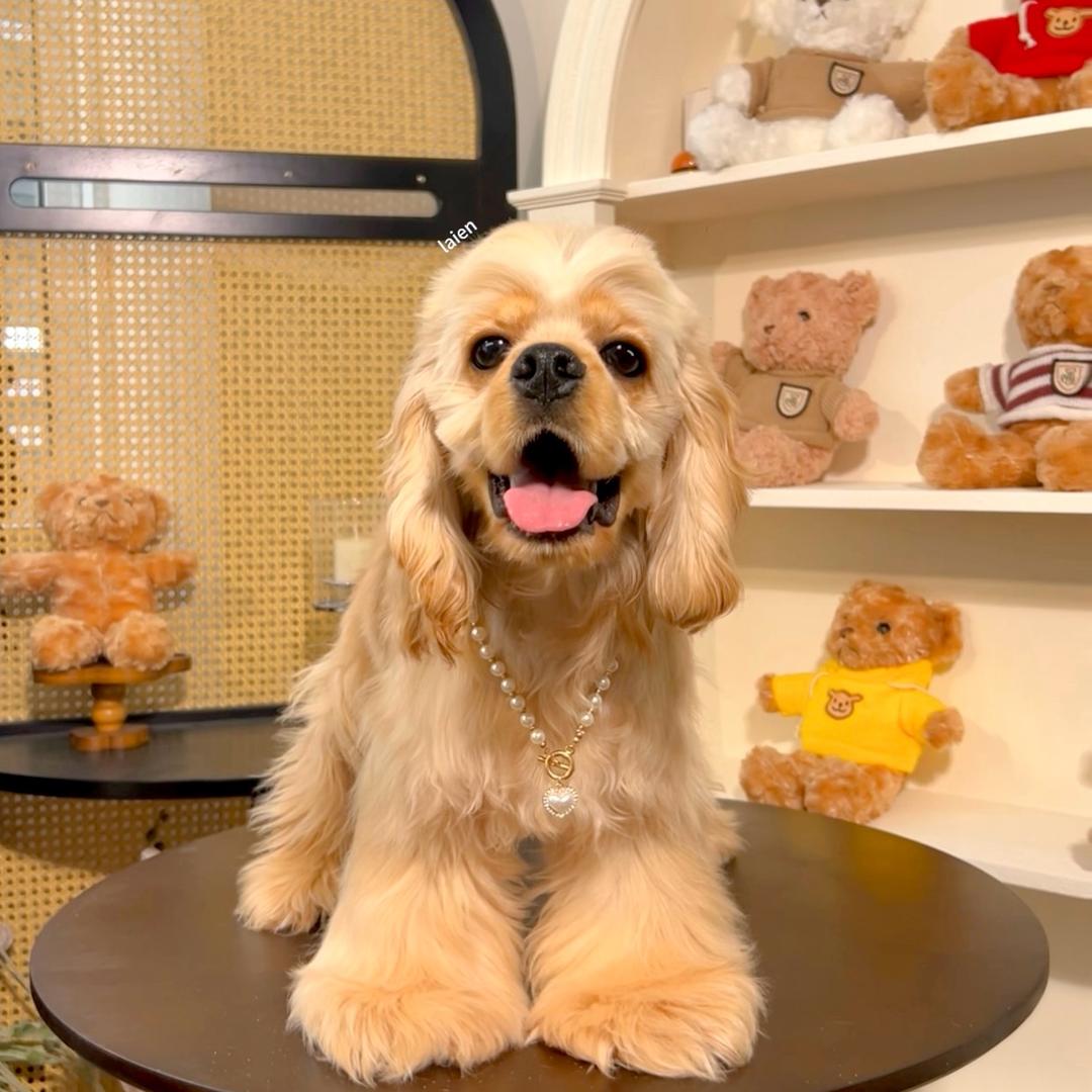 Laien 极宠🏅犬舍（美卡.可卡布）
