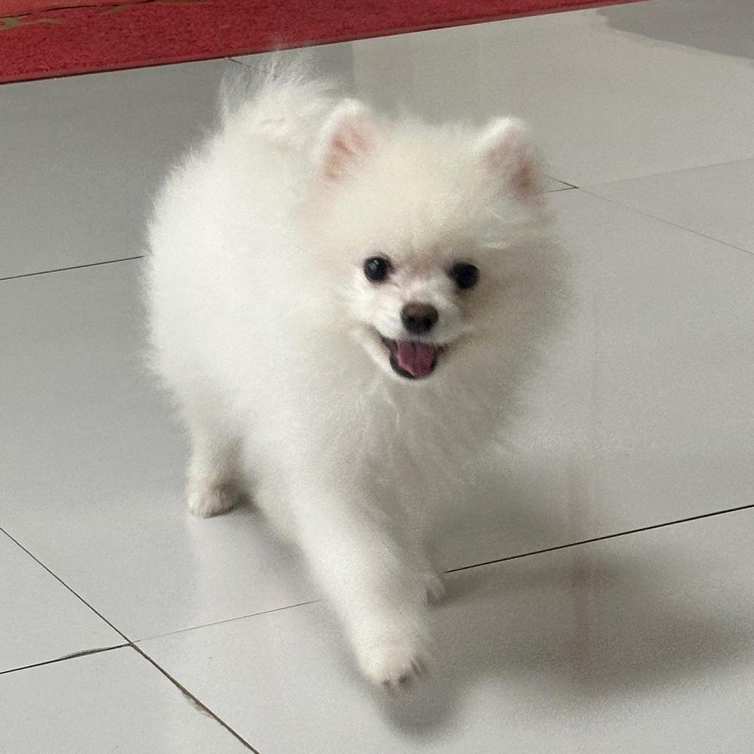 奇妙游（见过张杰版）