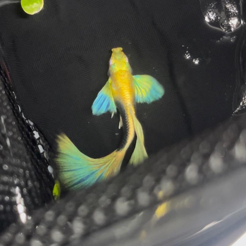 济南小虎孔雀鱼