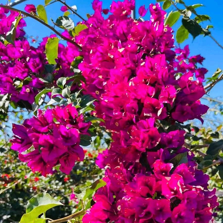 车会林三角梅【绿植花卉】专场