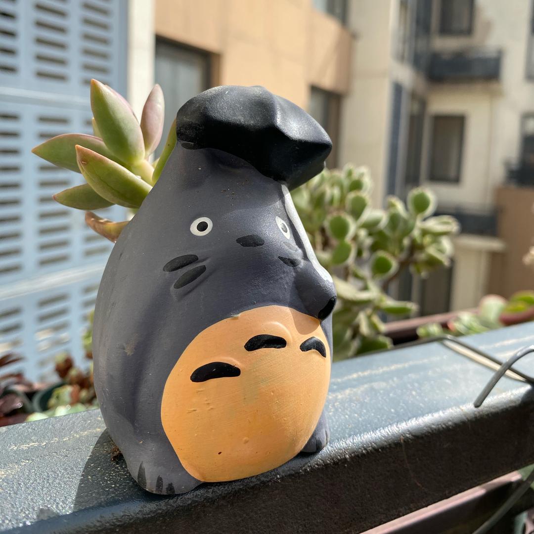 花大姐的阳台盆栽