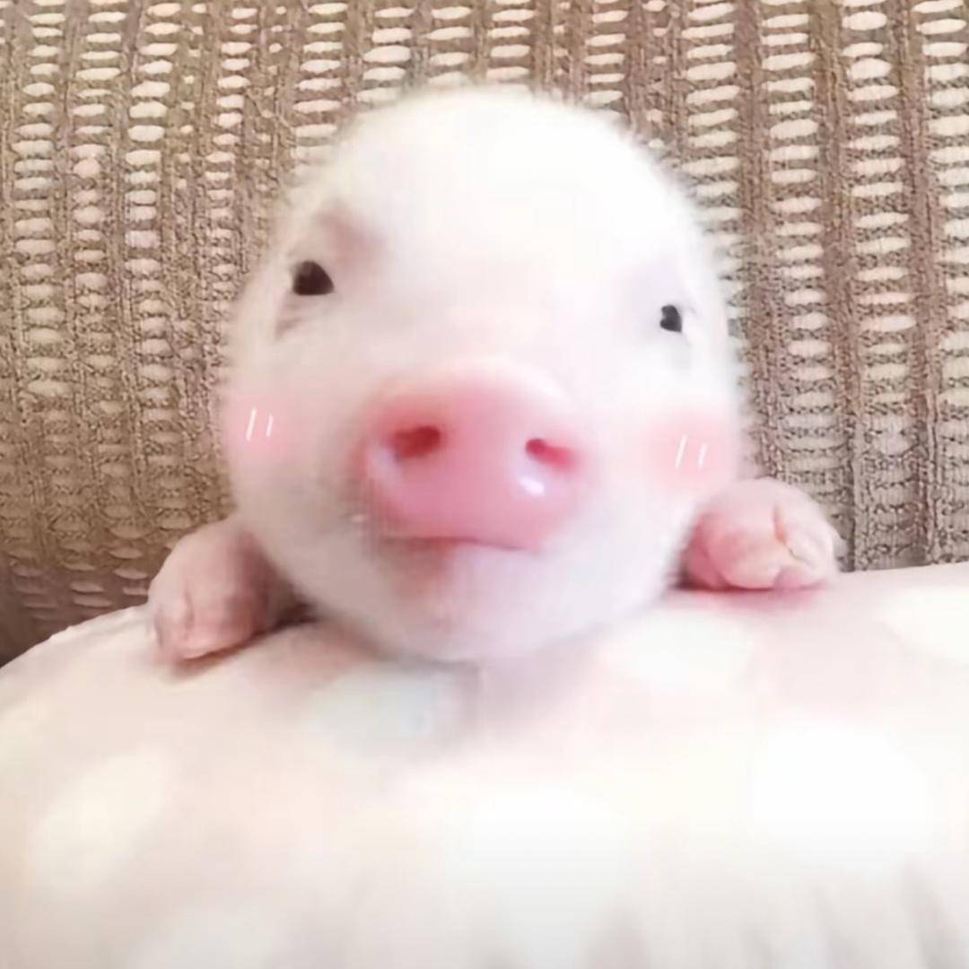 男高中生的梦