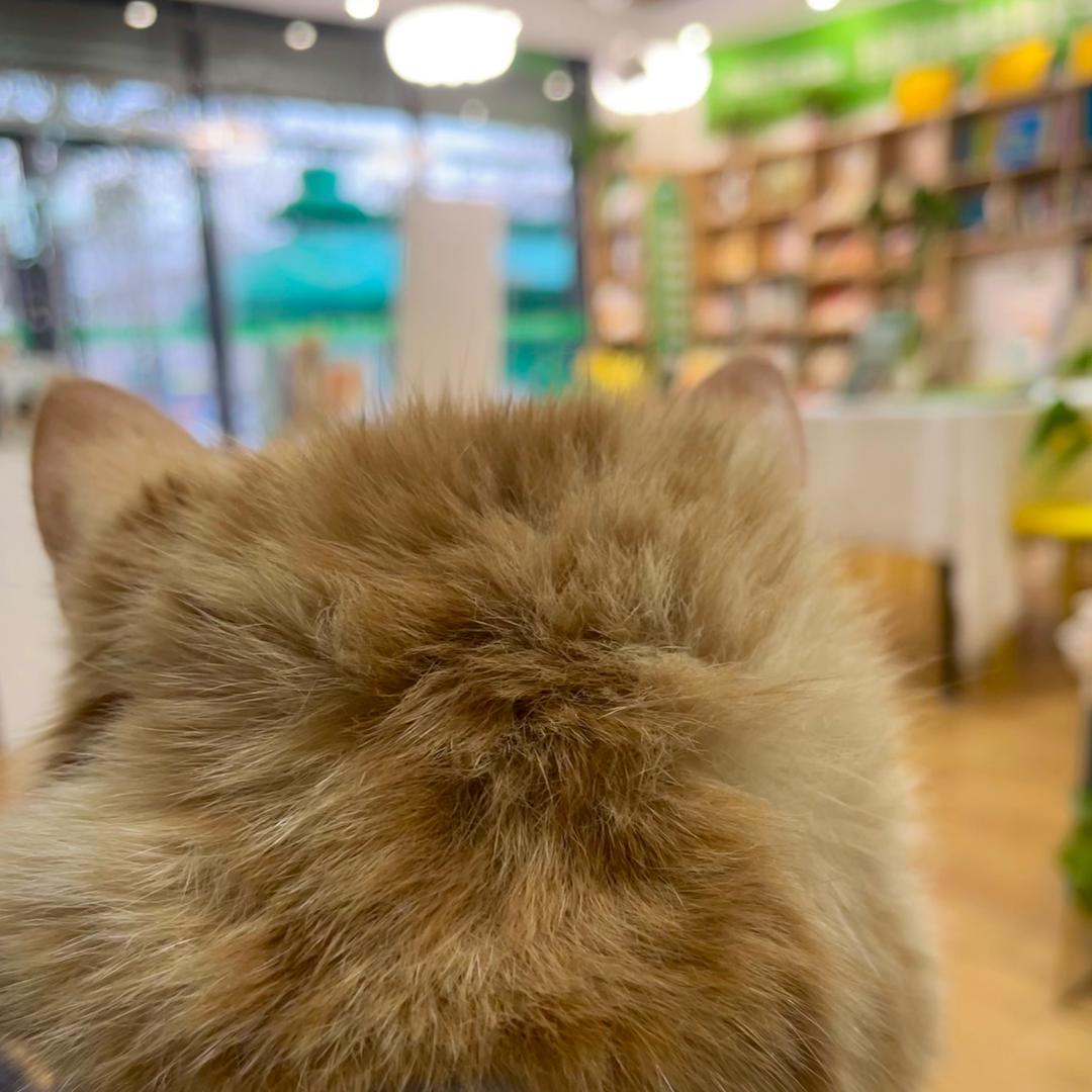📚燕郊约读书房（首尔星河园店）