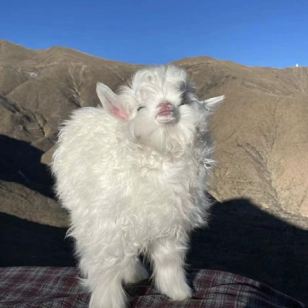 一只小🐑