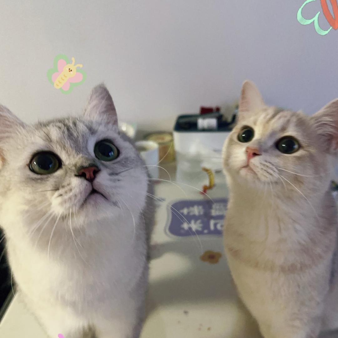 狗咪和新咪的快乐生活