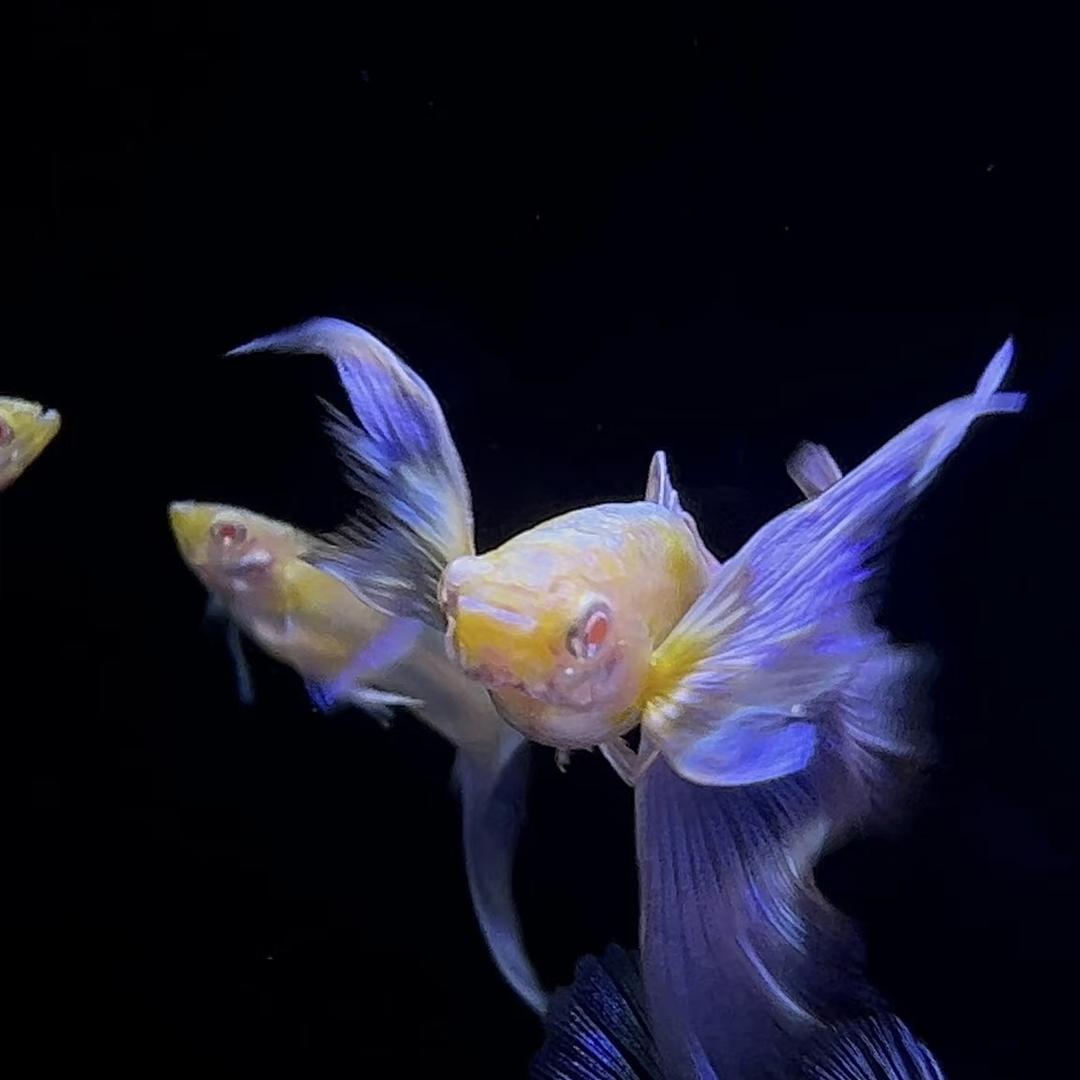 小张繁殖孔雀鱼