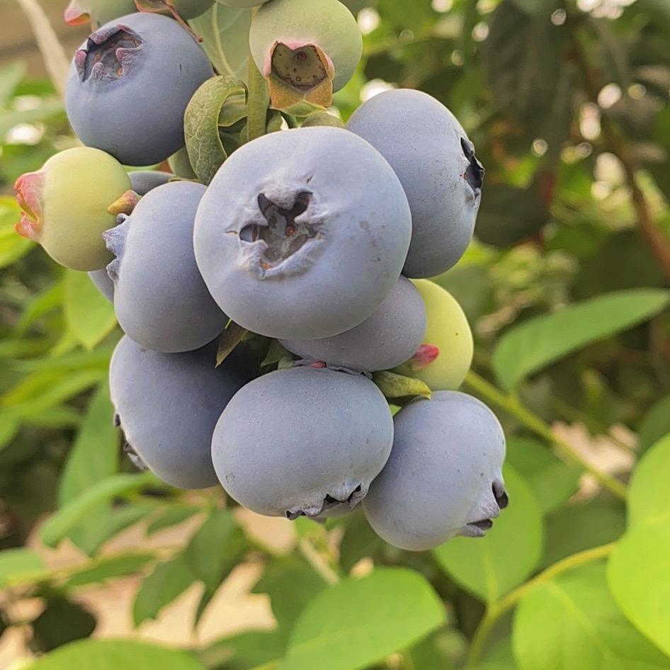 @陈小玉