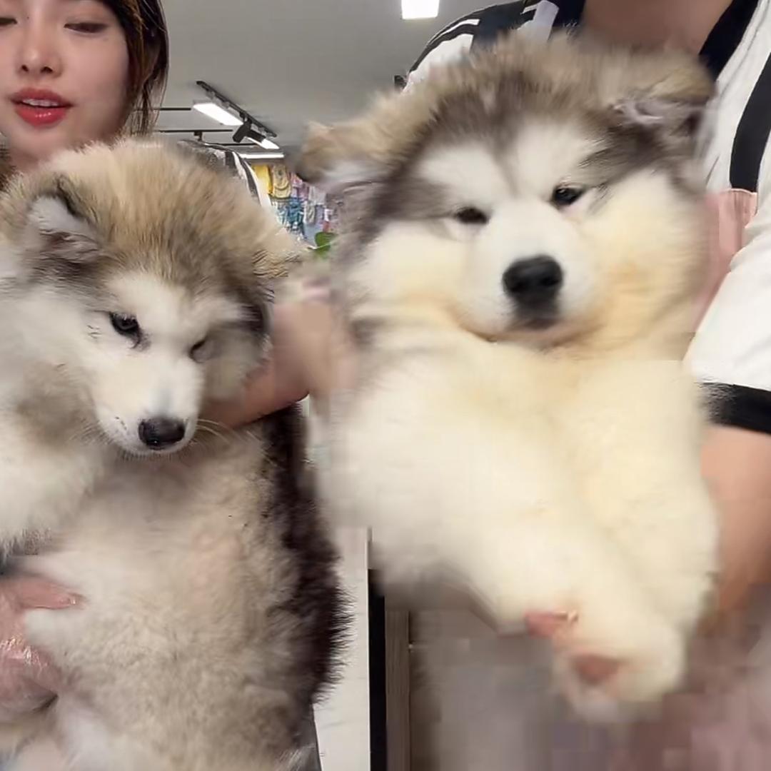 大熊🐻