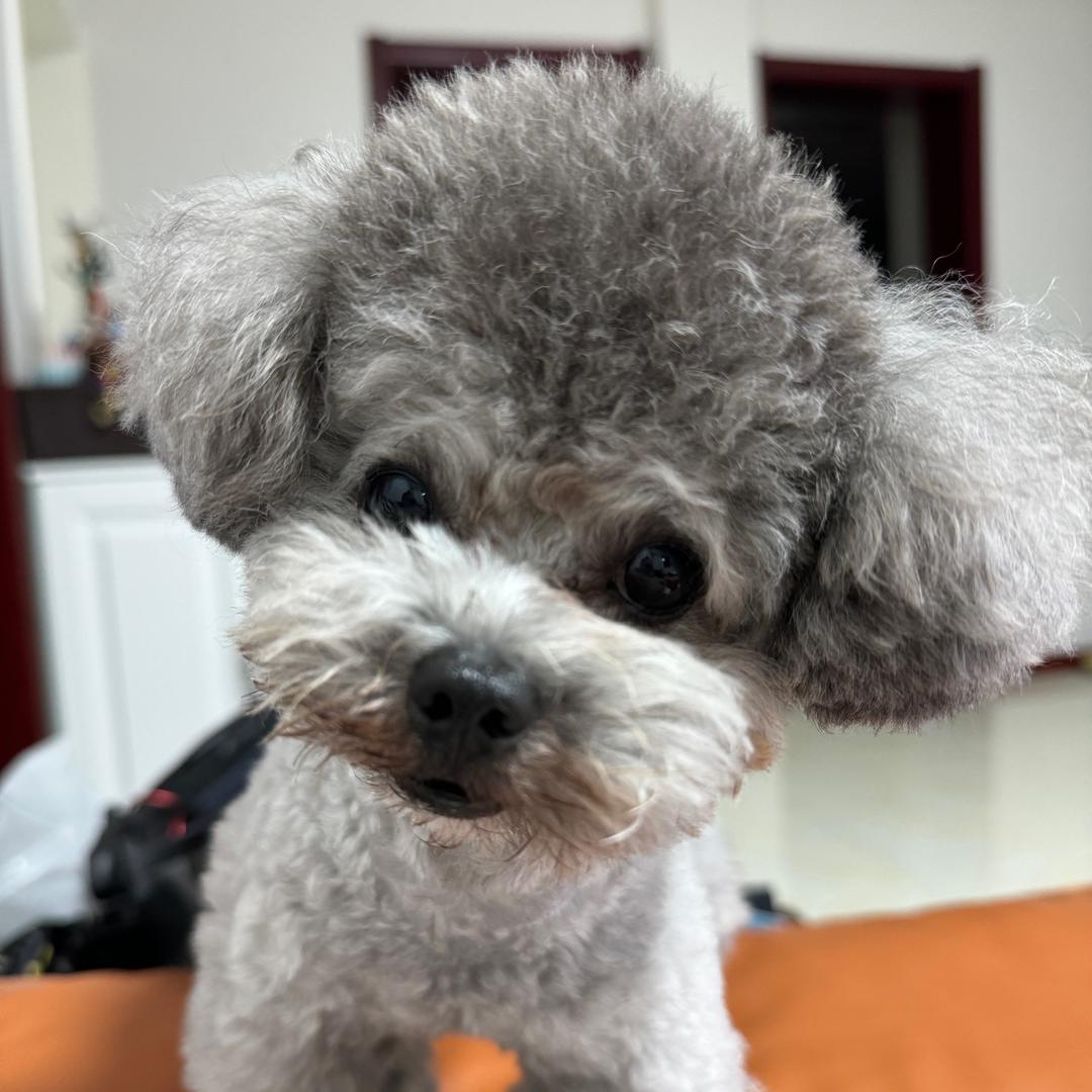 墨仔的姐姐🐶