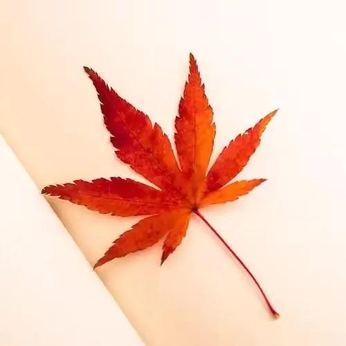 曲水流觞