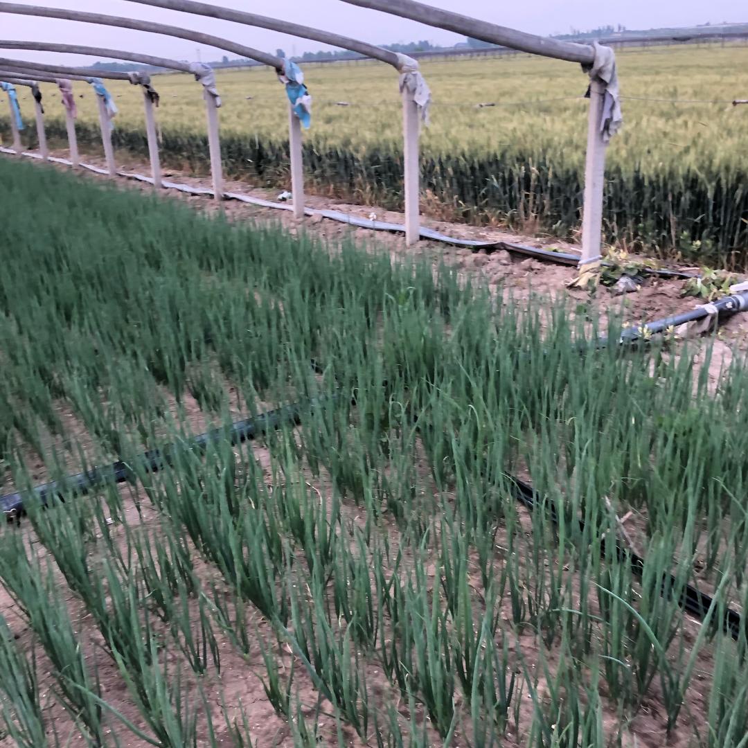 顺顺利利发姜財