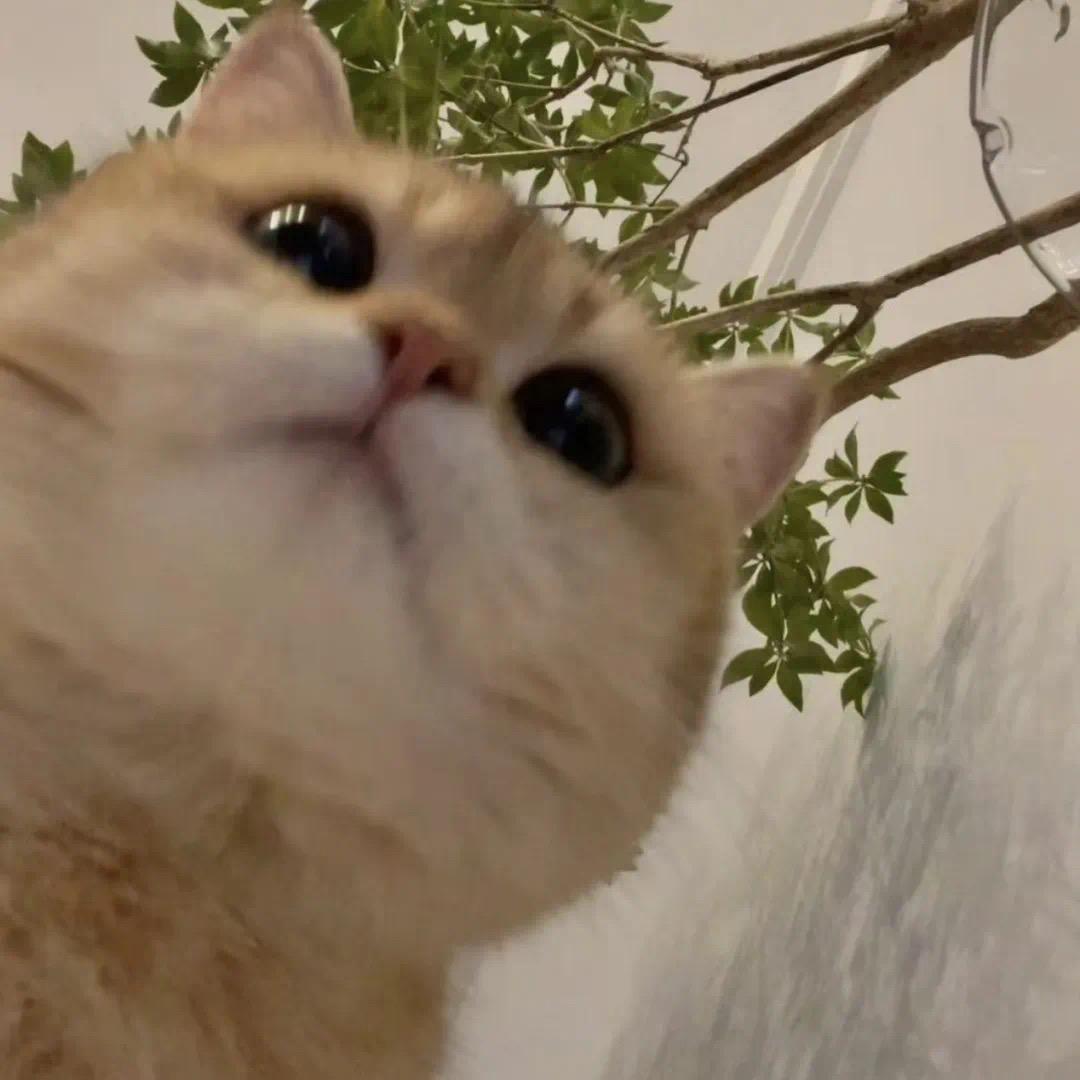 莉莉安.