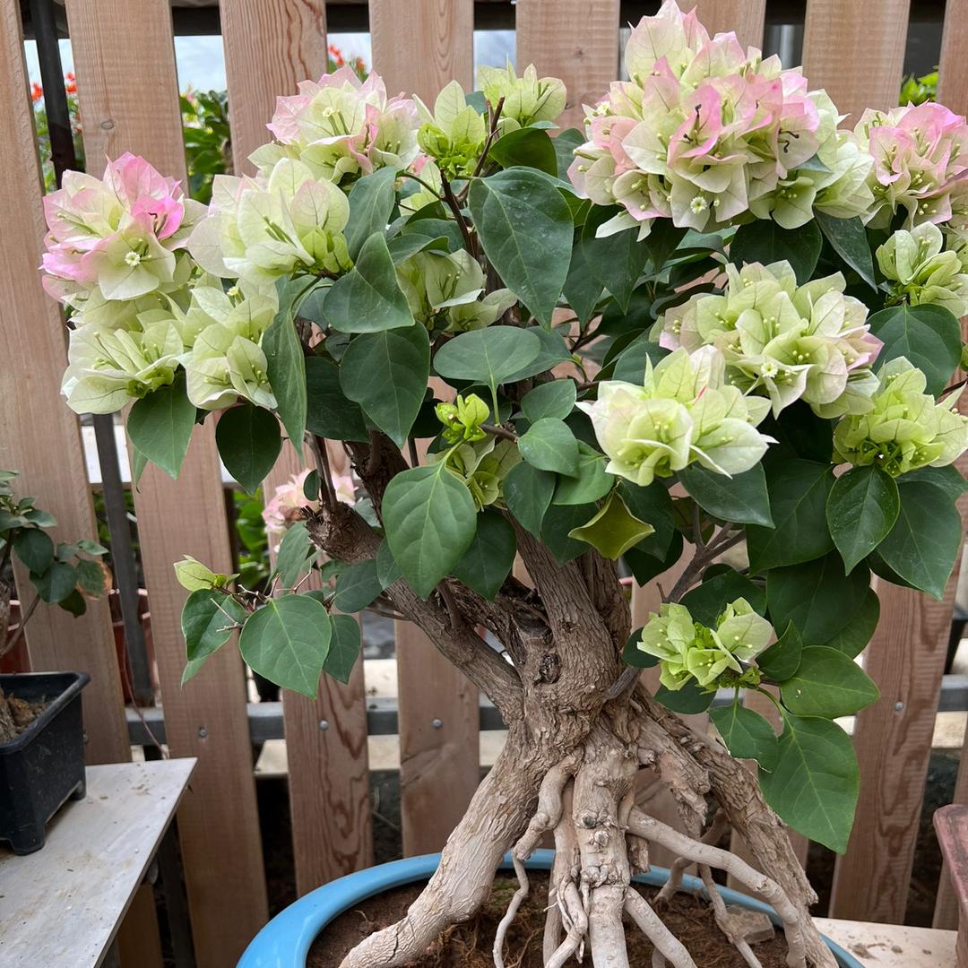 小美姐花卉