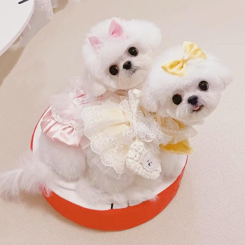 娃娃de小熊