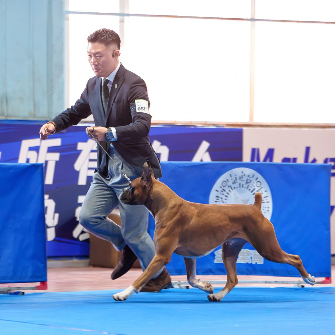 Now的拳师犬